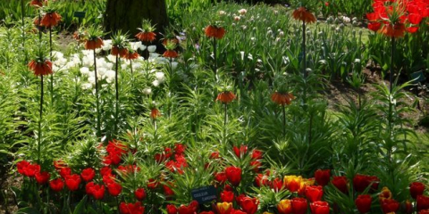 Květinářský lunární kalendář na rok 2022: příznivé dny pro zahradní květiny a pokojové rostliny, setí, sázení a přesazování